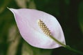 Peace Lily houseplant, Spathiphyllum wallisii, beautiful white flower Royalty Free Stock Photo