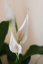 Peace lily indoor plant