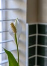 Peace Lily on the kitchen window. Royalty Free Stock Photo