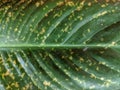Peace lily leaf texture, with yellow spot disease