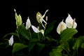 Peace Lily Royalty Free Stock Photo