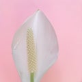 Peace lily on pink background, close up, square. Royalty Free Stock Photo