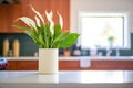 a peace lily plant with large white flowers on a kitchen counter Royalty Free Stock Photo