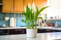 a peace lily plant with large white flowers on a kitchen counter Royalty Free Stock Photo