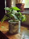 Peace lily plant in a marble pot on a wooden windowsill Royalty Free Stock Photo