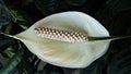 Peace lily plant (Spathiphyllum cochlearispathum) Royalty Free Stock Photo