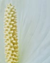 Peace lily macro close up view. Vertical. Royalty Free Stock Photo