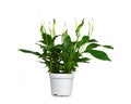 Peace lily in pot isolated on white background Royalty Free Stock Photo
