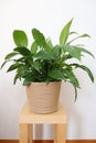 Peace lily