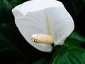 Peace Lily's White Sail Royalty Free Stock Photo