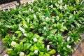 Peace lily seedling bag in the garden for planting for decorative houseplant spathiphyllum wallisii commonly known as peace lily