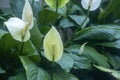 Peace Lily flowers Royalty Free Stock Photo