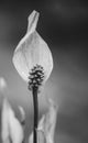 Peace lily Spathiphyllum cochlearispathum Royalty Free Stock Photo