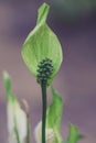 Peace lily Spathiphyllum cochlearispathum Royalty Free Stock Photo