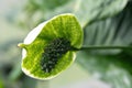 Peace Lily Spathiphyllum cochlearispathum Royalty Free Stock Photo