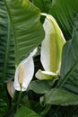 Peace Lily Spathiphyllum cochlearispathum Royalty Free Stock Photo