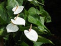 Peace Lily Or Spathiphyllum Cochlearispathum Royalty Free Stock Photo