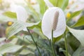 Peace Lily or spathiphyllum flower bloom in the garden. Royalty Free Stock Photo