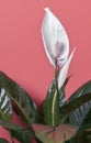 Peace lily - spathiphyllum flower close-up shot, isolated on pink color background Royalty Free Stock Photo