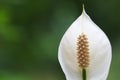 Peace lily Spathiphyllum flower Royalty Free Stock Photo