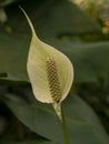 Peace lily, Spathiphyllum, flower and green leaves Royalty Free Stock Photo