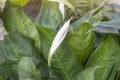 Peace Lily or spathiphyllum flower with sunlight in the garden. Royalty Free Stock Photo