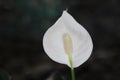 Peace Lily Royalty Free Stock Photo