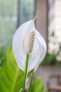 Peace lily Spathiphyllum Royalty Free Stock Photo