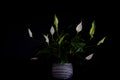 Peace Lily, Spathiphyllum Royalty Free Stock Photo