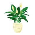 Peace lily or spathiphyllum plant. Decorative indoor house plant in flower pot