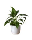 Peace lily Spathiphyllum in pot isolated on white Royalty Free Stock Photo