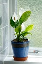 Peace Lily Spathiphyllum spp. Houseplant growing in clay pot on bathroom windowsill Royalty Free Stock Photo