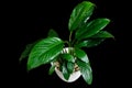 Peace lily or Spathiphyllum wallisei green leaf in white pot isolated on black background with clipping path Royalty Free Stock Photo