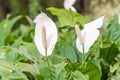 Peace Lily - Spathiphyllum wallisii Royalty Free Stock Photo