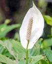 Peace Lily - Spathiphyllum wallisii Royalty Free Stock Photo