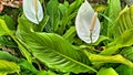 Peace Lily Spathiphyllum Wallisii Royalty Free Stock Photo