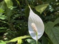 Peace lily / Spathiphyllum wallisii, Regel / White sails, Spathe flower, Einblatt, Friedenslilie, Blattfahne or Scheidenblatt Royalty Free Stock Photo