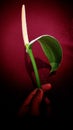 Peace Lily, Spathiphyllum wallisii,lily in your hand Royalty Free Stock Photo