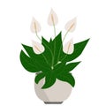 Peace lily or spathiphyllum on white background. Home plant in pot. Vector cartoon illustration