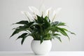 Peace Lily Spathiphyllum In A White Pot On A White Background. Generative AI