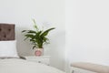 Peace lily on table in modern bedroom Royalty Free Stock Photo