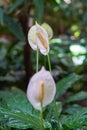 Peace Lily Royalty Free Stock Photo