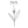 Peace lily, white sails, or spathe flower Spathiphyllum wallisii , house plant