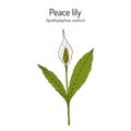 Peace lily, white sails, or spathe flower Spathiphyllum wallisii , house plant Royalty Free Stock Photo