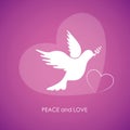 Peace and love white dove on pink background Royalty Free Stock Photo