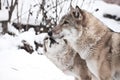 Peace and love among wolves, the female wolf licks its face to its spouse to the wolf Royalty Free Stock Photo