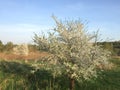 Blooming tree, spring, caet cloud, white, fragrance, wildlife, awakening, sun, beauty, Belarus Royalty Free Stock Photo