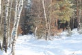 Peace and quiet of birches and pines, house and road in snow-covered winter forest Royalty Free Stock Photo