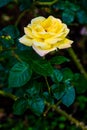 Peace Rose or Yellow Rose in Garden Royalty Free Stock Photo