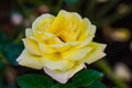 Peace Rose or Yellow Rose in Garden Royalty Free Stock Photo